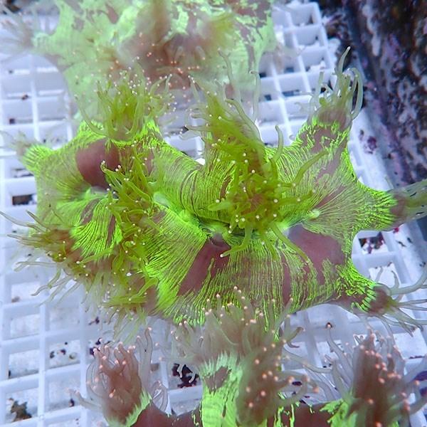 サンゴ現物16 トランペットコーラル B 0726 海水魚 サンゴ 生体 B 0726 アクアギフト 通販 Yahoo ショッピング