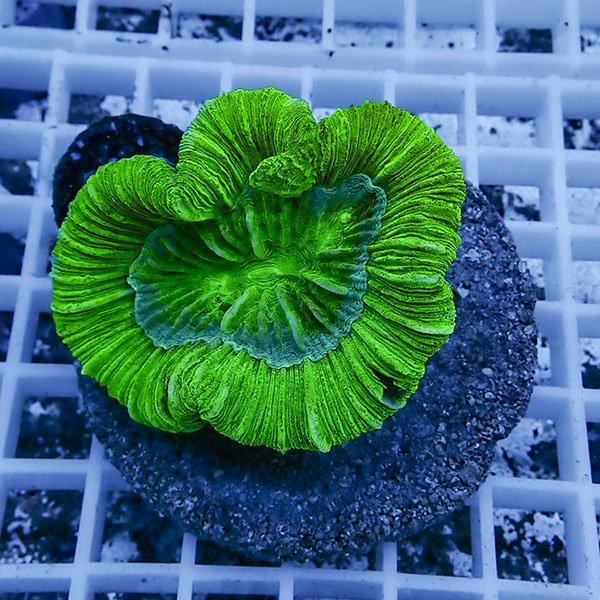 サンゴ 約50cm　レア形状 サンゴ現物2】オオバナサンゴ !15時までのご注文で当日発送 【サンゴ