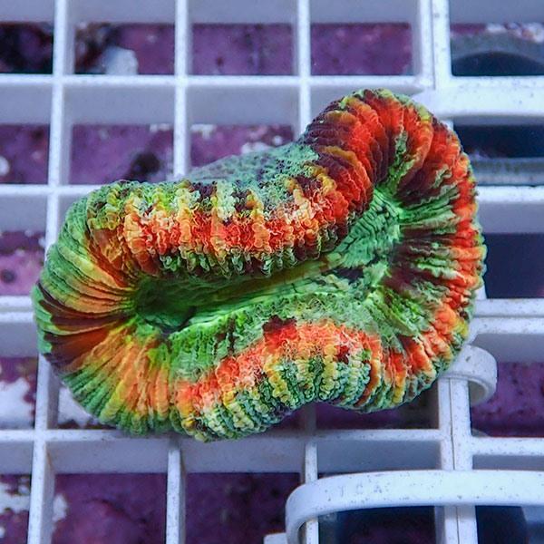 サンゴ現物9】オオバナサンゴ (B-0745) 海水魚 サンゴ 生体 : アクア 