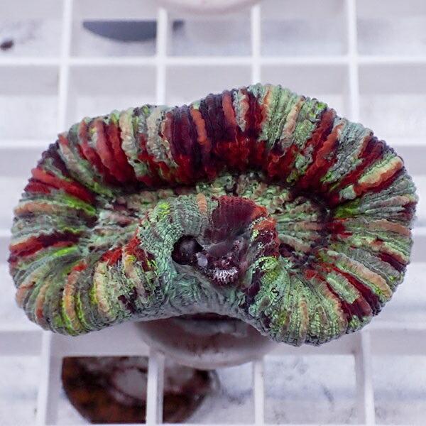 サンゴ現物39 オオバナサンゴ B 0781 海水魚 サンゴ 生体 B 0781 アクアギフト 通販 Yahoo ショッピング