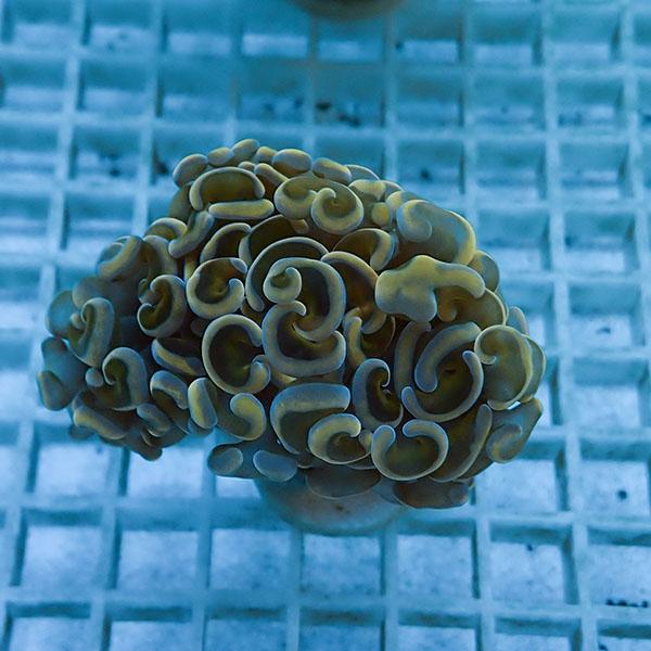 サンゴ現物15】ナガレハナサンゴ!15時までのご注文で当日発送 【サンゴ 