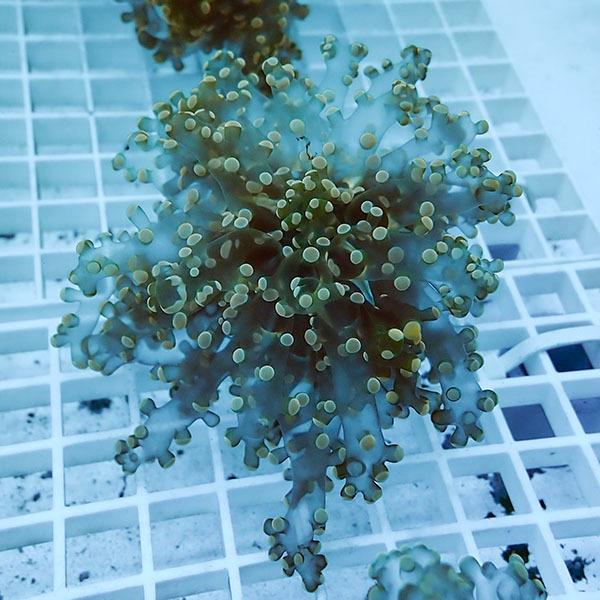 サンゴ現物102】タコアシサンゴ ブランチ!15時までのご注文で当日発送