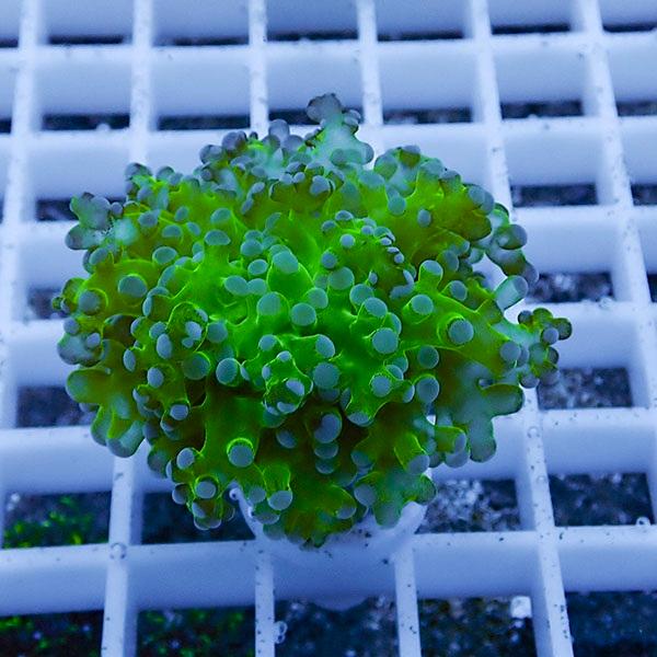 サンゴ現物23 Sale品 ホンタコアシサンゴ B 01 海水魚 サンゴ 生体 B 01 アクアギフト 通販 Yahoo ショッピング