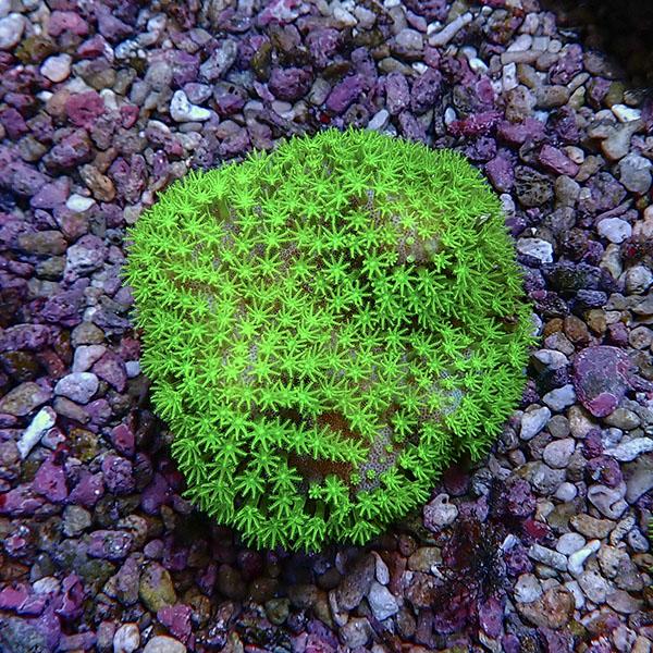 サンゴ現物3】ウミキノコ メタリックグリーン 5-5cm!15時までのご注文