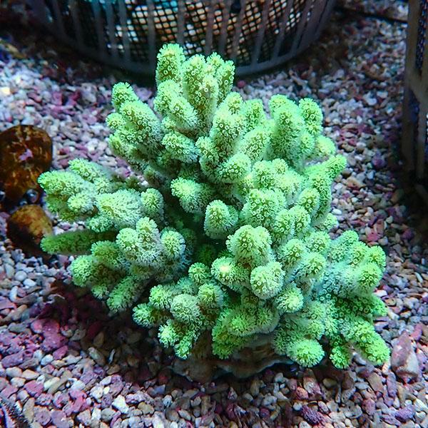 サンゴ現物8】トサカ.sp 13-13cm沖縄産!15時までのご注文で当日発送