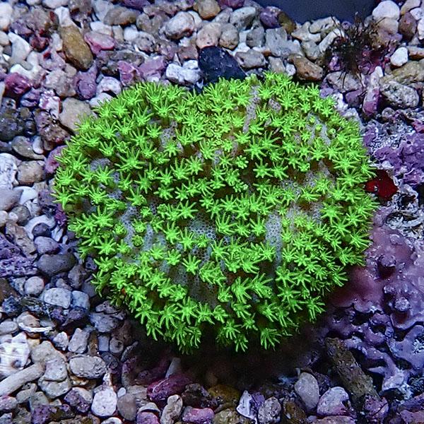 サンゴ現物6】ウミキノコ メタリックグリーン 7-6cm!15時までのご注文