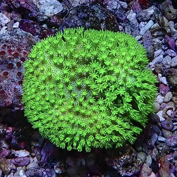 ウミキノコ メタリックグリーン  特大 サンゴ現物7】ウミキノコ メタリックグリーン 7-6cm!15時までのご注文