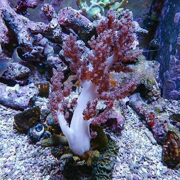 サンゴ現物4】チヂミトサカ 10-20cm 沖縄産!15時までのご注文で当日