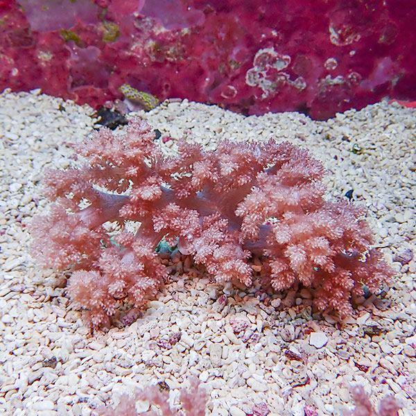 チヂミトサカサンゴ？ チヂミトサカ 【沖縄産】 | 海水魚図鑑（過去入荷）,サンゴ