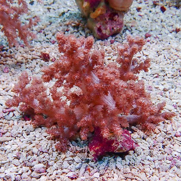 チヂミトサカサンゴ？ サンゴ現物7】チヂミトサカ 11-10cm 沖縄産(B-1160) 海水魚 サンゴ