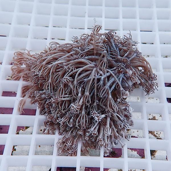 サンゴ現物9 沖縄産シロスジウミアザミ B 1244 海水魚 サンゴ 生体 B 1244 アクアギフト 通販 Yahoo ショッピング