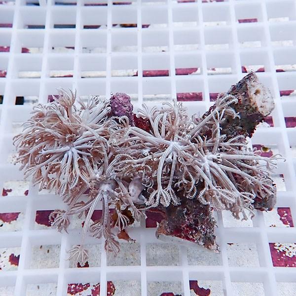 サンゴ現物10 沖縄産シロスジウミアザミ B 1245 海水魚 サンゴ 生体 B 1245 アクアギフト 通販 Yahoo ショッピング
