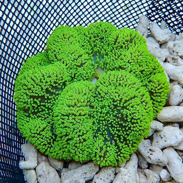 現物7】ハタゴイソギンチャク グリーン 11-12cm±!15時までのご注文で