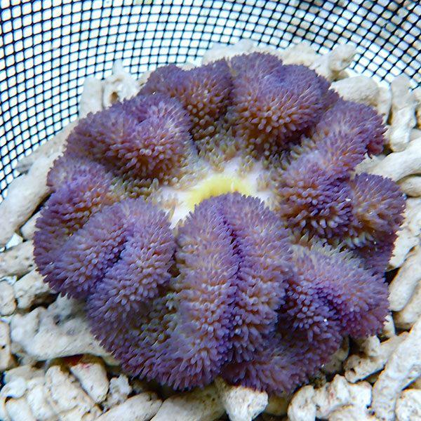 安いハタゴイソギンチャクの通販商品を比較 ショッピング情報のオークファン