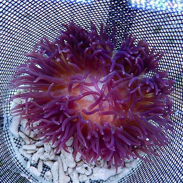 現物2 サンゴイソギンチャクレッド 4 6cm B 1271 海水魚 サンゴ 生体 B 1271 アクアギフト 通販 Yahoo ショッピング