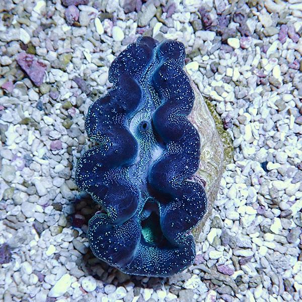 サンゴ現物1 ヒメシャコガイ B 1578 海水魚 サンゴ 生体 B 1578 アクアギフト 通販 Yahoo ショッピング