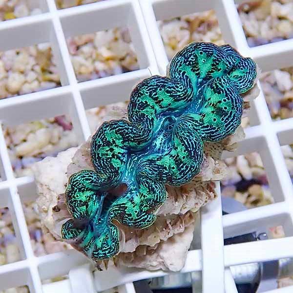 サンゴ現物5 ヒメシャコガイ B 15 海水魚 サンゴ 生体 B 15 アクアギフト 通販 Yahoo ショッピング