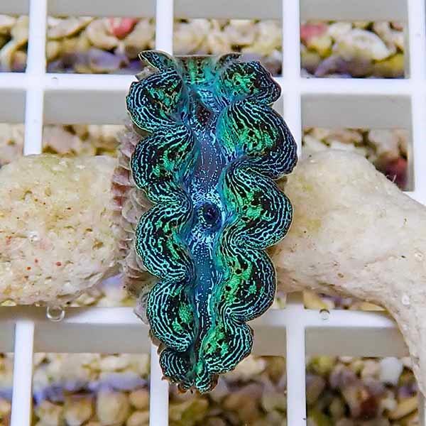 サンゴ現物7 ヒメシャコガイ B 1584 海水魚 サンゴ 生体 B 1584 アクアギフト 通販 Yahoo ショッピング