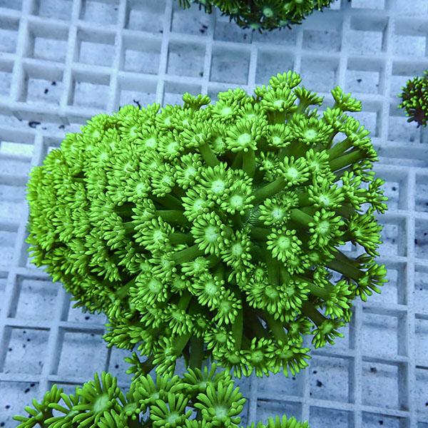 サンゴ現物9】ハナガササンゴ !15時までのご注文で当日発送【サンゴ