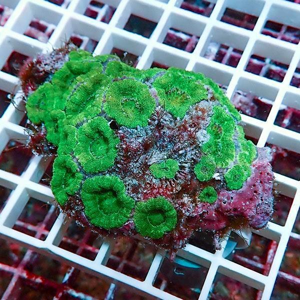 月からのGIFT サンゴ現物2】カクオオトゲキクメイシ ! 15時までのご注文で当日発送