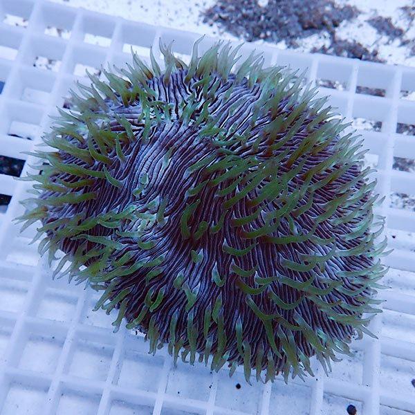 サンゴ現物8】クサビライシ !15時までのご注文で当日発送 【サンゴ