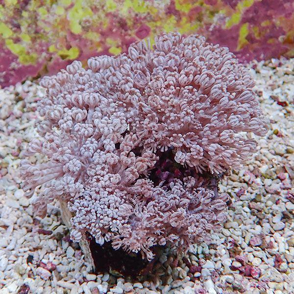 サンゴ現物33】パクパクウミアザミ 11-13cm!15時までのご注文で当日 