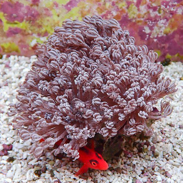 パクパクウミアザミ　XL サンゴ現物37】パクパクウミアザミ 12-13cm!15時までのご注文で当日