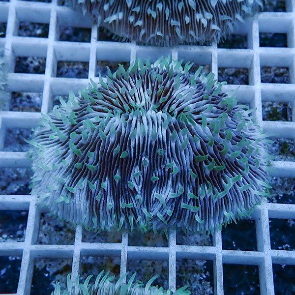 サンゴ現物10】クサビライシ !15時までのご注文で当日発送 【サンゴ