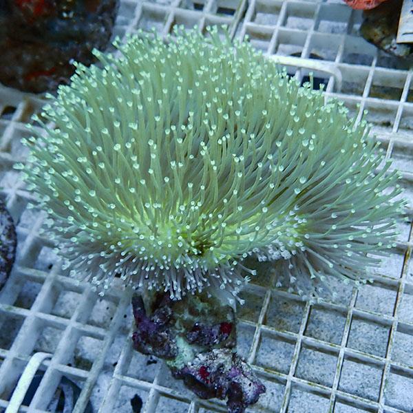 サンゴ現物100】ウミキノコ ロングポリプ!15時までのご注文で当日発送 
