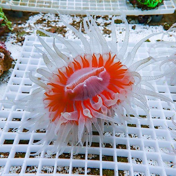 サンゴ現物1】ウチウラタコアシサンゴ ホワイト ! 15時までのご注文で 
