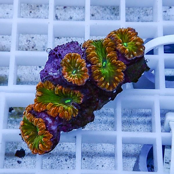 サンゴ現物8】オオタバサンゴ! 15時までのご注文で当日発送 【サンゴ
