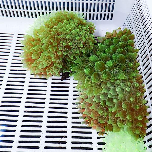 サンプル サンゴイソギンチャク メタリックグリーン 7 10tm B 3926 海水魚 サンゴ 生体 B 3926 アクアギフト 通販 Yahoo ショッピング