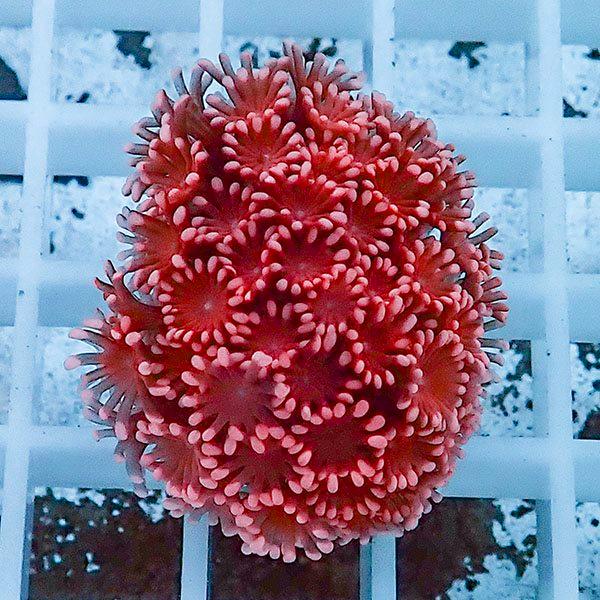 サンゴ現物27】アワサンゴ! 15時までのご注文で当日発送 【サンゴ