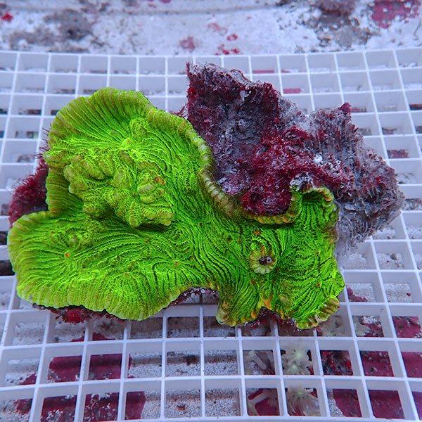 サンゴ現物3】ウミバラサンゴ(B-4123) 海水魚 サンゴ 生体 : アクア 
