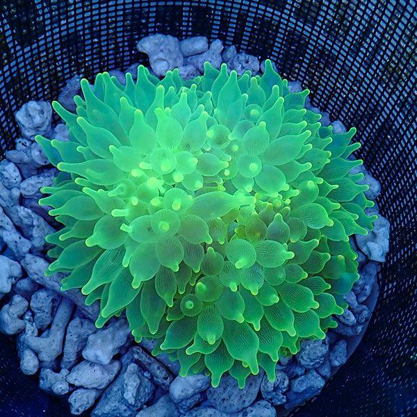 現物5 サンゴイソギンチャクレッド 10 12cm B 4124 海水魚 サンゴ 生体 B 4124 アクアギフト 通販 Yahoo ショッピング