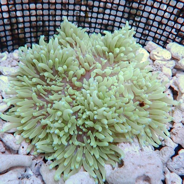 サンプル】シライトイソギンチャク 7-10cm±!15時までのご注文で当日