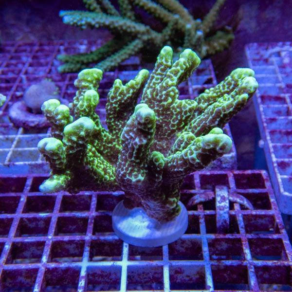 サンゴ現物43】エダコモンサンゴブリード (B-4221) 海水魚 サンゴ 生体 