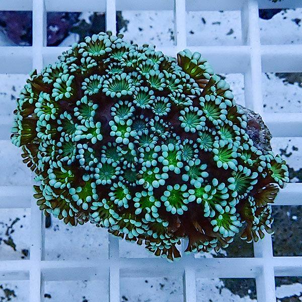 サンゴ現物39】アワサンゴ! 15時までのご注文で当日発送 【サンゴ