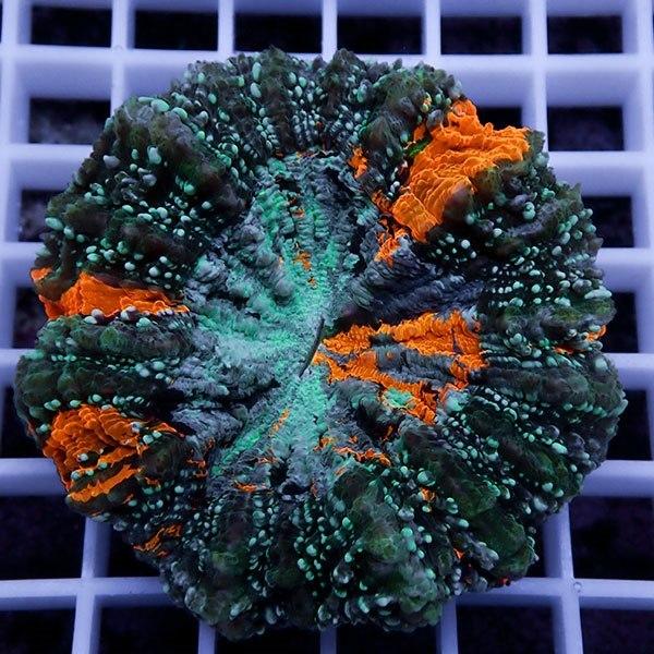 サンゴ現物7】アザミハナガタサンゴ (B-4511) 海水魚 サンゴ 生体