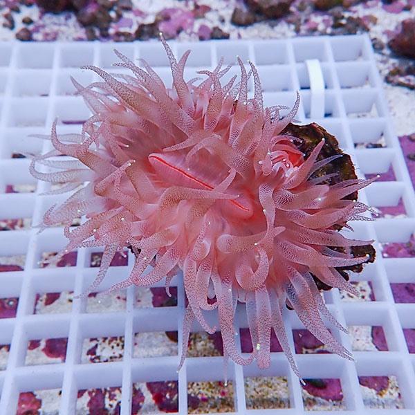 サンゴ現物9】ウチウラタコアシサンゴ ピンク (B-4956) 海水魚 サンゴ
