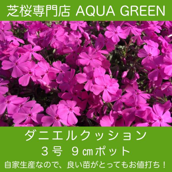 まだまだ暑いですが、これから涼しくなるにつれ、芝桜を育てるのにとても良い季節になります。※ ８月２６日現在の当店の芝桜の状態です。２枚目の写真と同じくらいの大きさの苗になります。芝桜の中で最も大輪の花を咲かせます。鮮やかな赤ピンク色（赤紫っ...