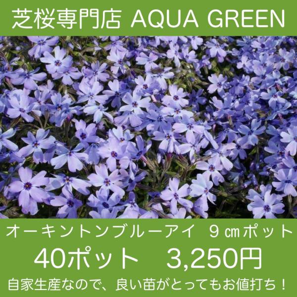 芝桜 シバザクラ 40株セット オーキントンブルーアイ 青い花 ９センチ３号ポット レビューを書いて芝桜に良い特典あり Buyee Buyee Japanese Proxy Service Buy From Japan Bot Online