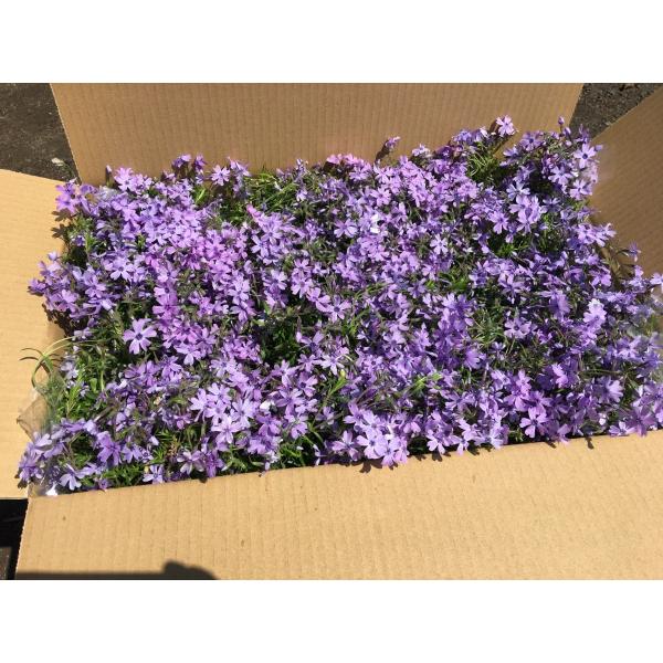 芝桜 シバザクラ 40株セット オーキントンブルーアイ 青い花 ９センチ３号ポット レビューを書いて芝桜に良い特典あり Buyee Buyee Japanese Proxy Service Buy From Japan Bot Online