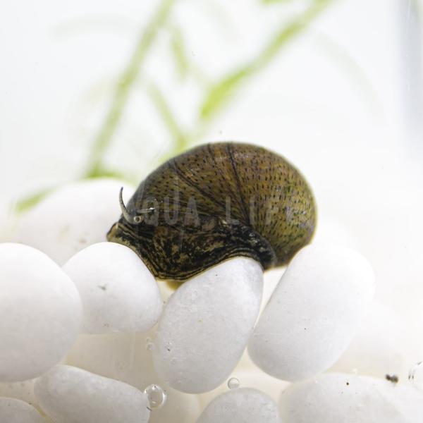 貝 みんな探してる人気モノ 貝