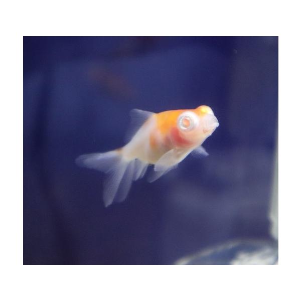 aquapet_a-sakurademe