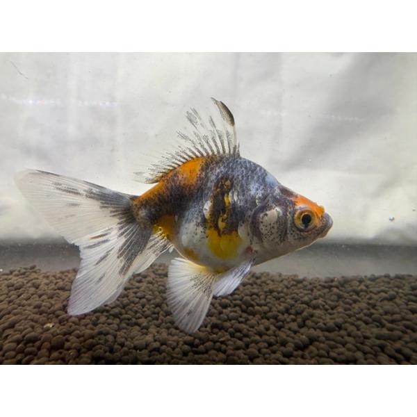 金魚  ブロードテールキャリコ琉金  SM　5cm