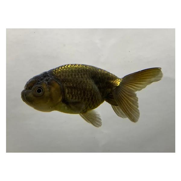 aquapet_hironisiki-ms-1