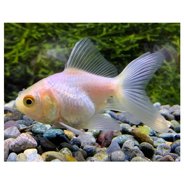 オランダは頭によく発達した肉瘤をもつところから、獅子の頭に例えられて“獅子頭”と呼ばれたと言われています。体型の特長としては、なによりもお腹のふくらみにあります。頭部は肉瘤が発達し、丸味を帯びており、口の先が丸く平らな感じです。獅子頭は、長...