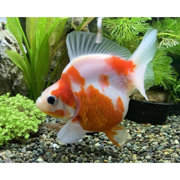 aquapet_kokusan-sakura-daruma-ryu