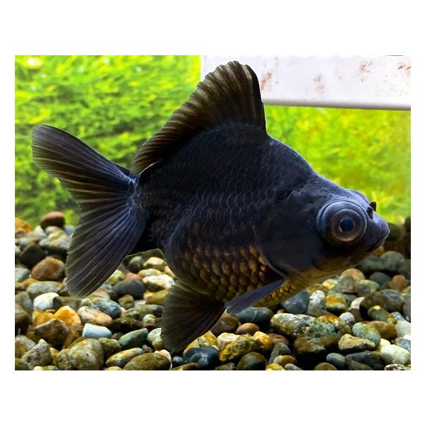金魚】中国産 黒出目金 ショートテール M 1匹【生体】 : アクア 金魚】中国産 黒出目金 ショートテール M 1匹【生体】 : アクア